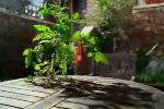 Heinz Tomato Ketchup - Plant